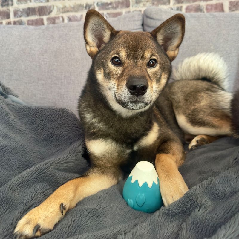 Shiba Inu mit dem Fuji-Quietscher aus Latex