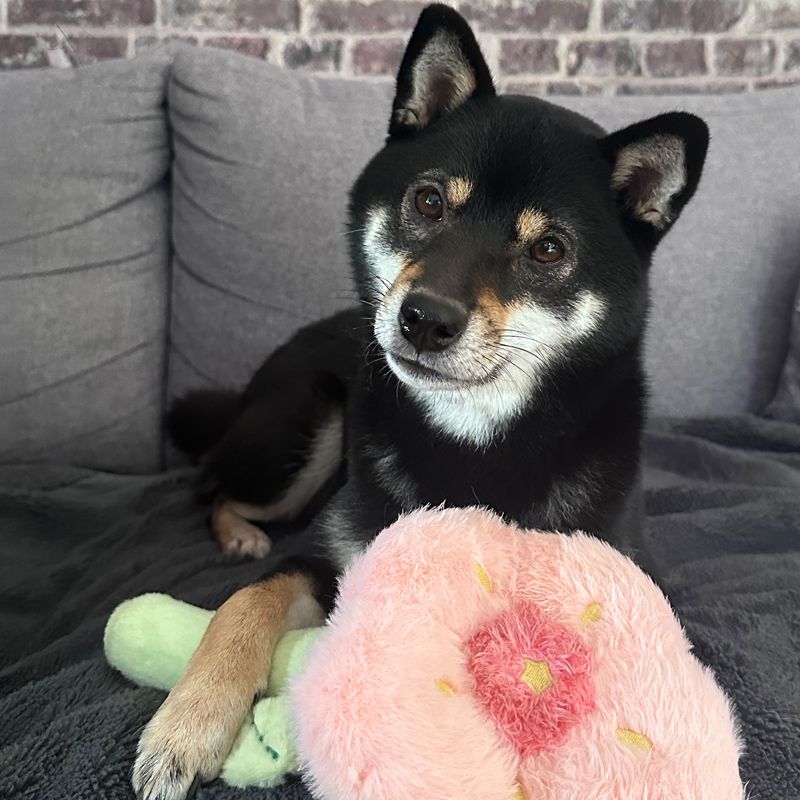 Shiba Inu mit der rosa Sakura-Plüschblume