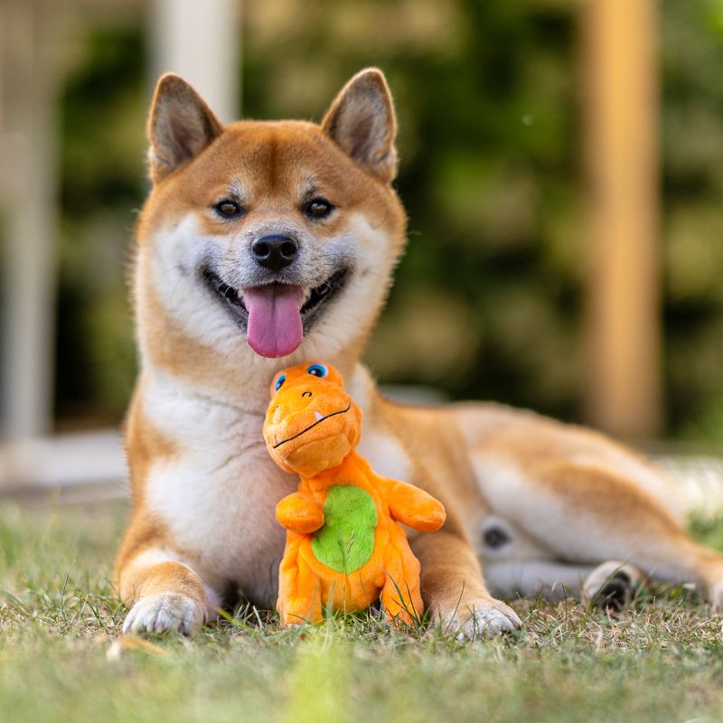 Shiba Inu mit dem T-Rex Hundespielzeug auf der Wiese